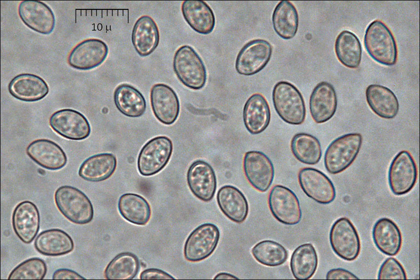 Image of Crepidotus mollis (Schaeff.) Staude 1857