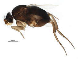 Image of Dohrniphora