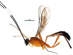 Image of Nesomesochorinae