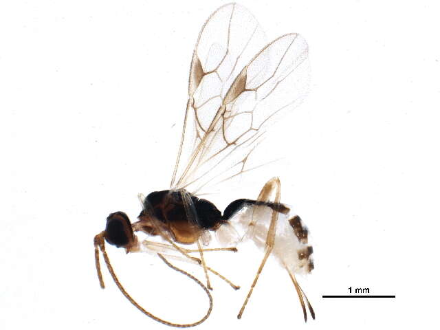 Image of Pseudorhysipolis