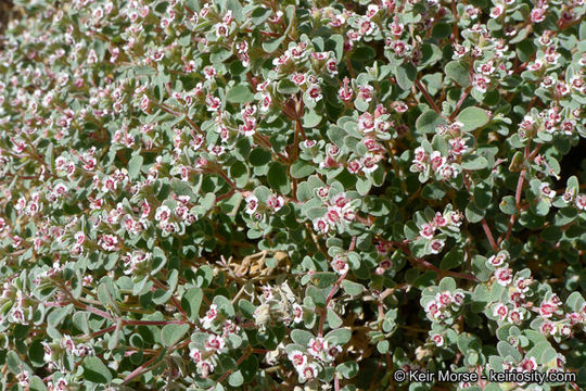 Image of red-gland spurge