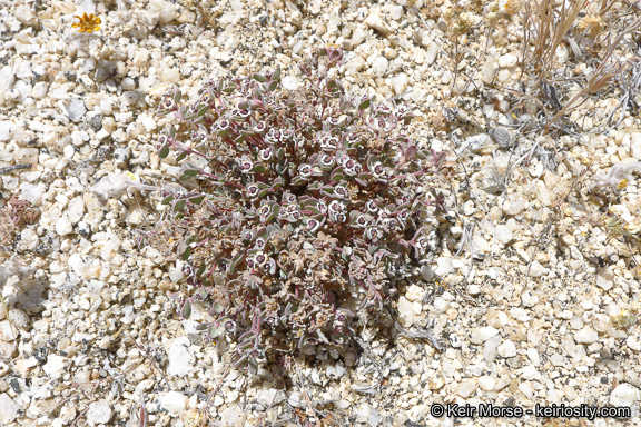 Imagem de Euphorbia melanadenia Torr. & A. Gray