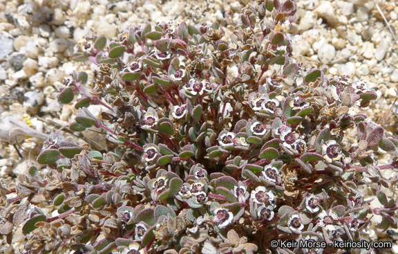 Imagem de Euphorbia melanadenia Torr. & A. Gray