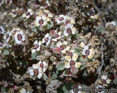 Imagem de Euphorbia melanadenia Torr. & A. Gray