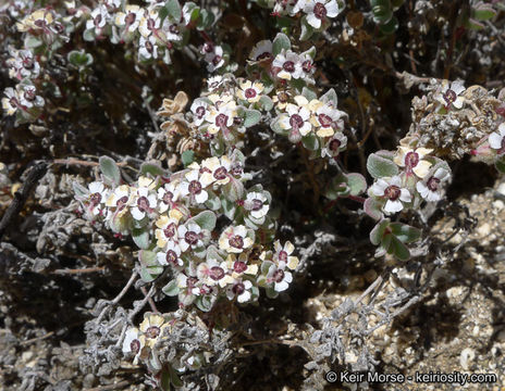 Image of red-gland spurge