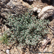 Imagem de Euphorbia melanadenia Torr. & A. Gray