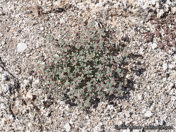 Imagem de Euphorbia melanadenia Torr. & A. Gray