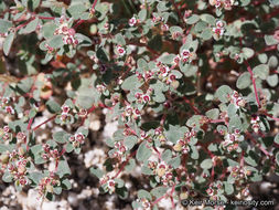 Imagem de Euphorbia melanadenia Torr. & A. Gray