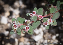 Imagem de Euphorbia melanadenia Torr. & A. Gray