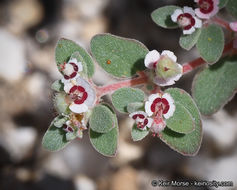 Imagem de Euphorbia melanadenia Torr. & A. Gray