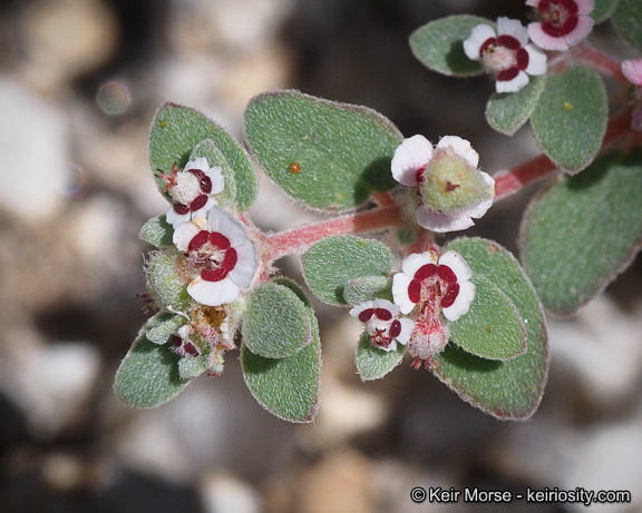 Imagem de Euphorbia melanadenia Torr. & A. Gray