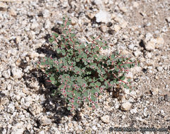 Imagem de Euphorbia melanadenia Torr. & A. Gray