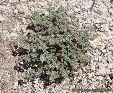 Imagem de Euphorbia melanadenia Torr. & A. Gray