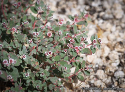 Imagem de Euphorbia melanadenia Torr. & A. Gray