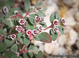 Imagem de Euphorbia melanadenia Torr. & A. Gray