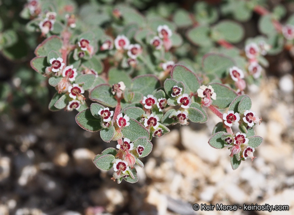 Imagem de Euphorbia melanadenia Torr. & A. Gray