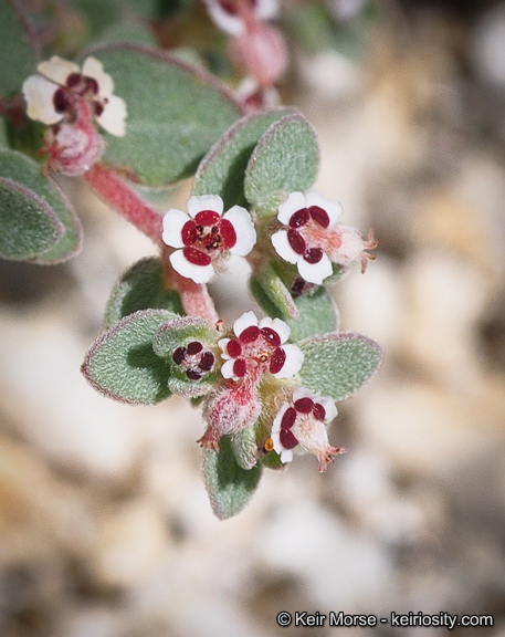 Imagem de Euphorbia melanadenia Torr. & A. Gray