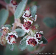 Imagem de Euphorbia melanadenia Torr. & A. Gray