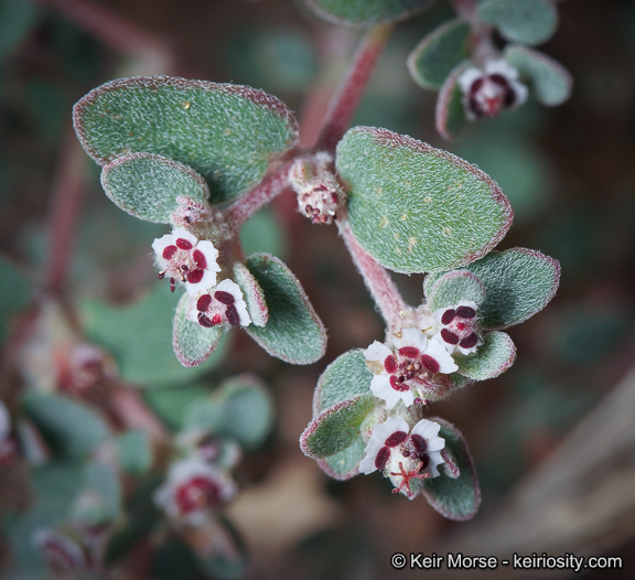 Imagem de Euphorbia melanadenia Torr. & A. Gray