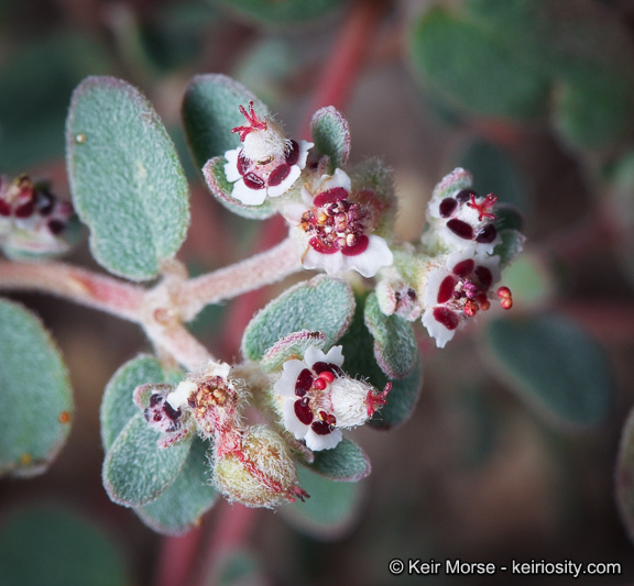 Imagem de Euphorbia melanadenia Torr. & A. Gray