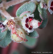 Imagem de Euphorbia melanadenia Torr. & A. Gray