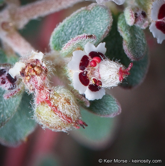 Imagem de Euphorbia melanadenia Torr. & A. Gray