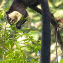 Image of Oriental giant squirrel