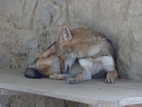 Слика од Vulpes bengalensis (Shaw 1800)