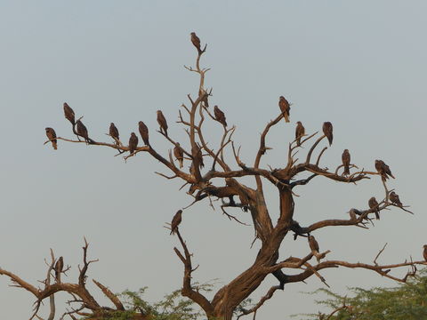 Image of Black Kite