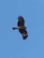 Image of Black Kite