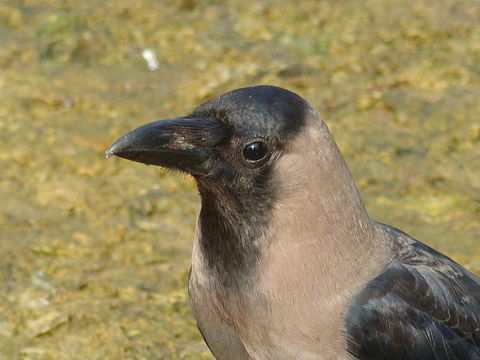 Imagem de Corvus splendens Vieillot 1817