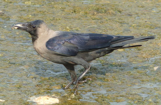 Image of House Crow