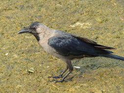 Image of House Crow