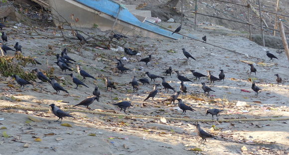 Image of House Crow