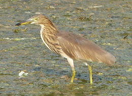 Image of Indian Pond Heron