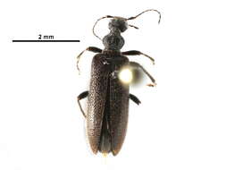 Image of Eurygeniinae