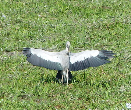 Image of Asian Open-bill Stork