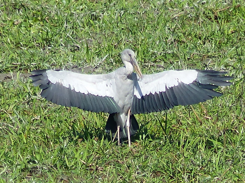 Image of Asian Open-bill Stork