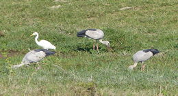 Image of Asian Open-bill Stork