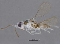 صورة Chrysonotomyia