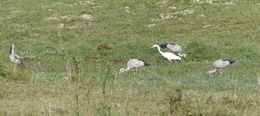 Image of Asian Open-bill Stork