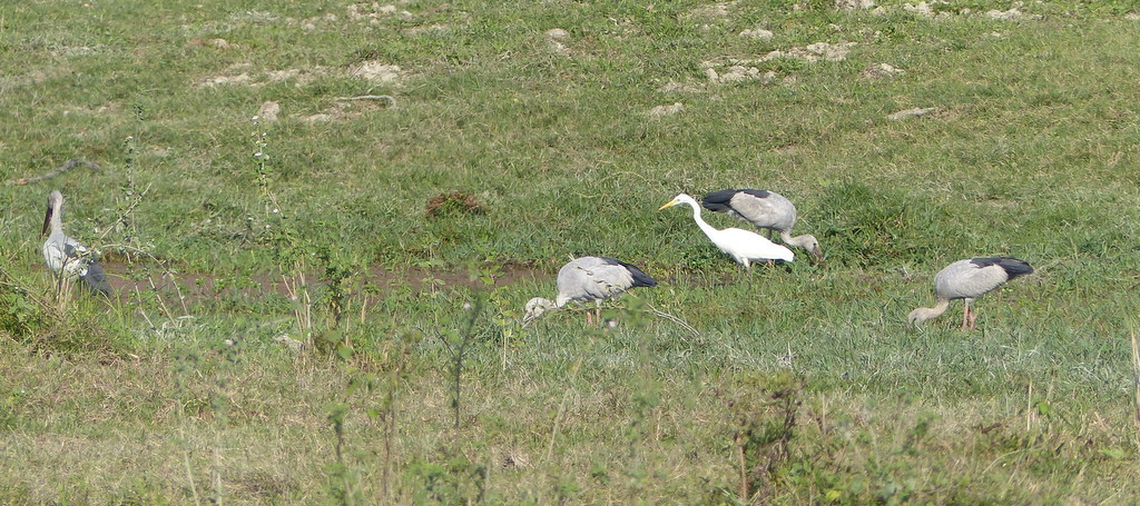 Image of Asian Open-bill Stork