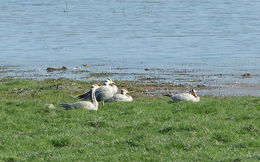 Image of Bar-headed Goose