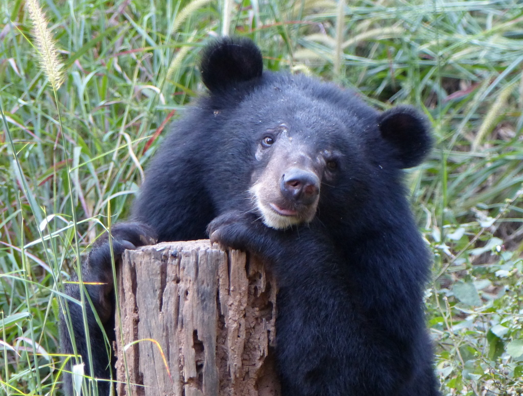 Image of Asiatic black bear