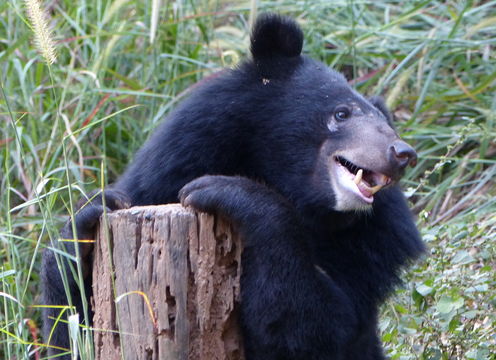 Image of Asiatic black bear