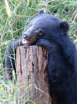 Image of Asiatic black bear