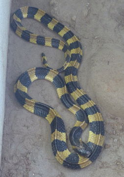 Image of Banded Krait