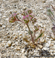 Image of <i>Chorizanthe fimbriata</i> var. <i>laciniata</i>