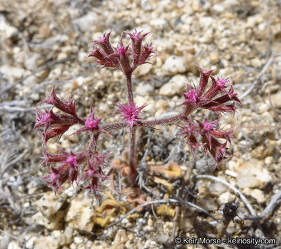 Image of <i>Chorizanthe fimbriata</i> var. <i>laciniata</i>