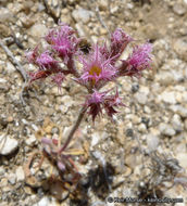 Image of <i>Chorizanthe fimbriata</i> var. <i>laciniata</i>